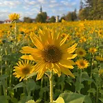 Sunflower Διαμέρισμα Moravske-Toplice