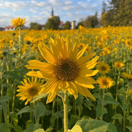 Sunflower דירה מורבסקה טופליצה