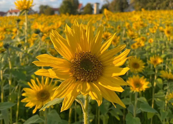 Sunflower Lejlighed Moravske-Toplice